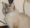 Windy the Birman