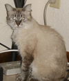 Windy the Birman