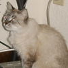 Windy the Birman