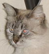 Windy the Birman