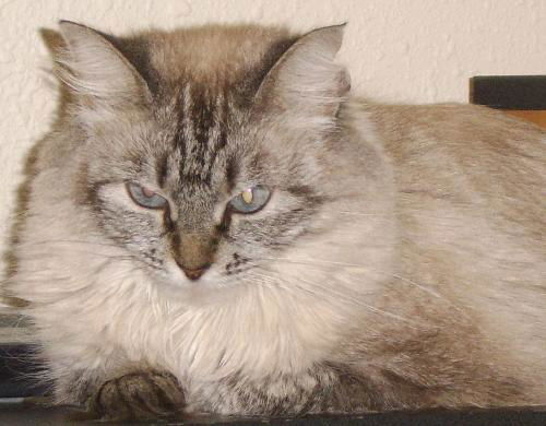 Windy the Birman