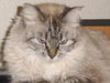 Windy the Birman
