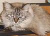 Windy the Birman