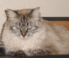Windy the Birman
