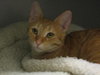 Jules the Orange Tabby