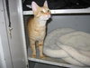 Jules the Orange Tabby