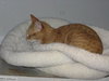 Jules the Orange Tabby