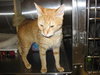 Jules the Orange Tabby