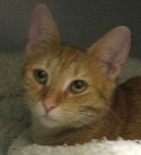 Jules the Orange Tabby