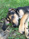 Brina