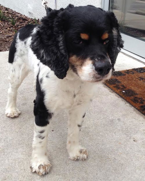 Jacob - The cute Cocker