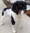 Jacob - The cute Cocker