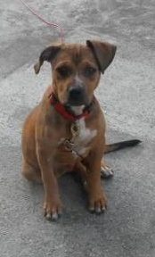 Amore-Just the best puppy!