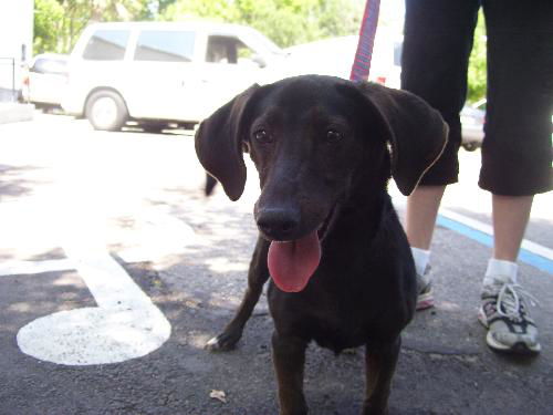 Ivory the Sweet Dachshund