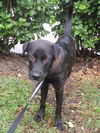 Glenda the Puppy