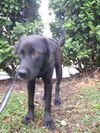 Glenda the Puppy