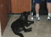 Glenda the Puppy