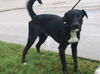 Eric the Lab