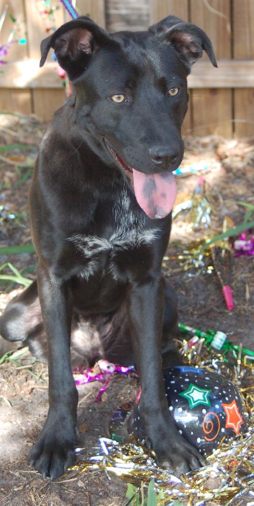 Eva the Lab Puppy