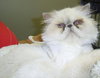 Jasmine the Playful Persian