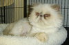 Jasmine the Playful Persian