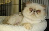 Jasmine the Playful Persian