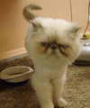 Jasmine the Playful Persian