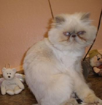 Jasmine the Playful Persian
