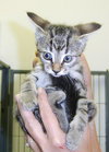 Judy the Kitten