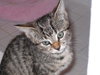 Judy the Kitten