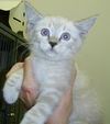 Jared the Birman Kitten