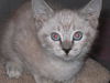Jared the Birman Kitten