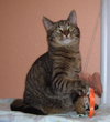 Nina the Kitten