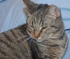 Nina the Kitten