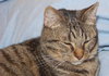 Nina the Kitten