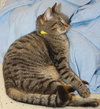 Nina the Kitten