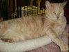 Mr. Stubbs the Handsome Manx
