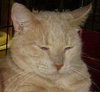 Mr. Stubbs the Handsome Manx