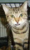 Taffy the Tiger Kitten