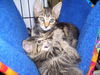 Taffy the Tiger Kitten