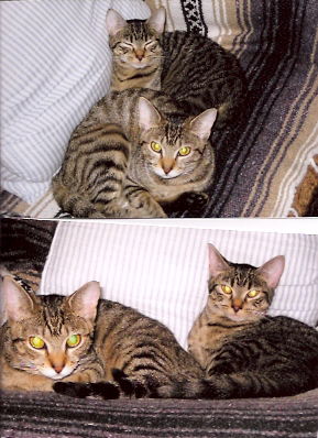 Taffy the Tiger Kitten