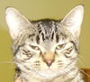 Taki the Tiger Kitten