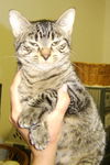 Taki the Tiger Kitten