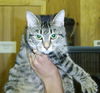 Taboo the Tiger Kitten