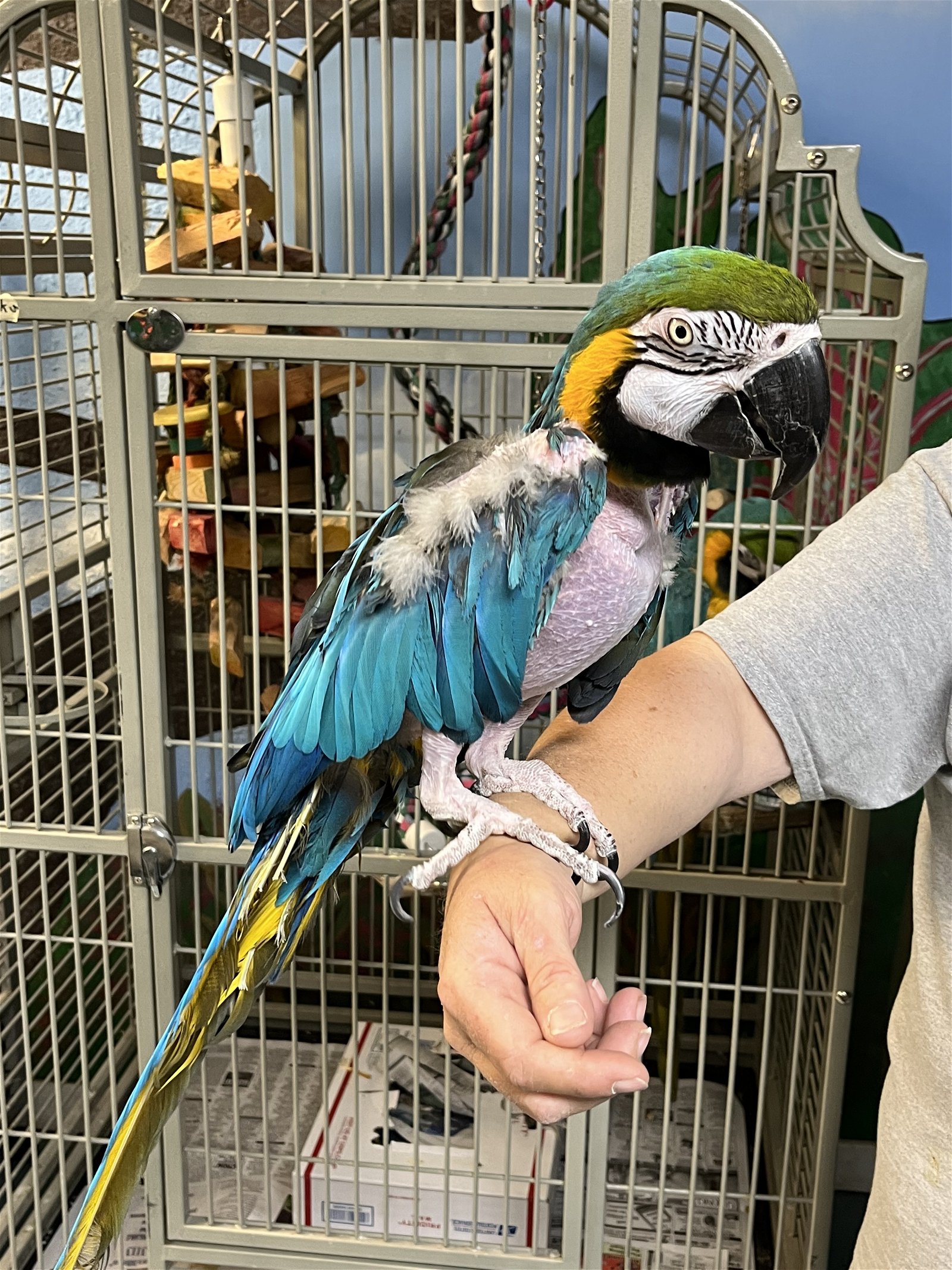 adoptable Bird in Inverness, FL named Allie