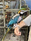 adoptable Bird in inverness, FL named Allie