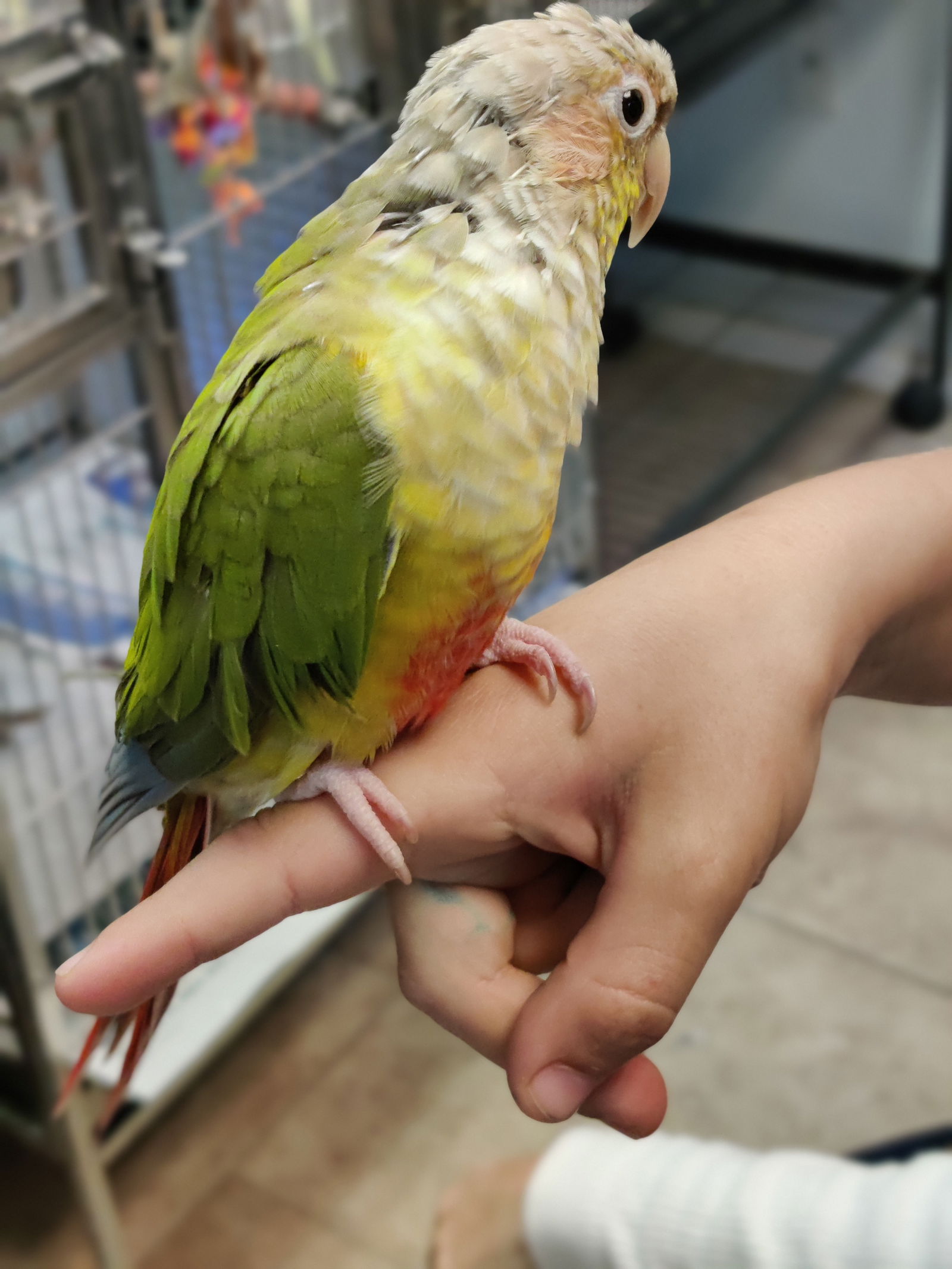 adoptable Bird in Inverness, FL named Sage