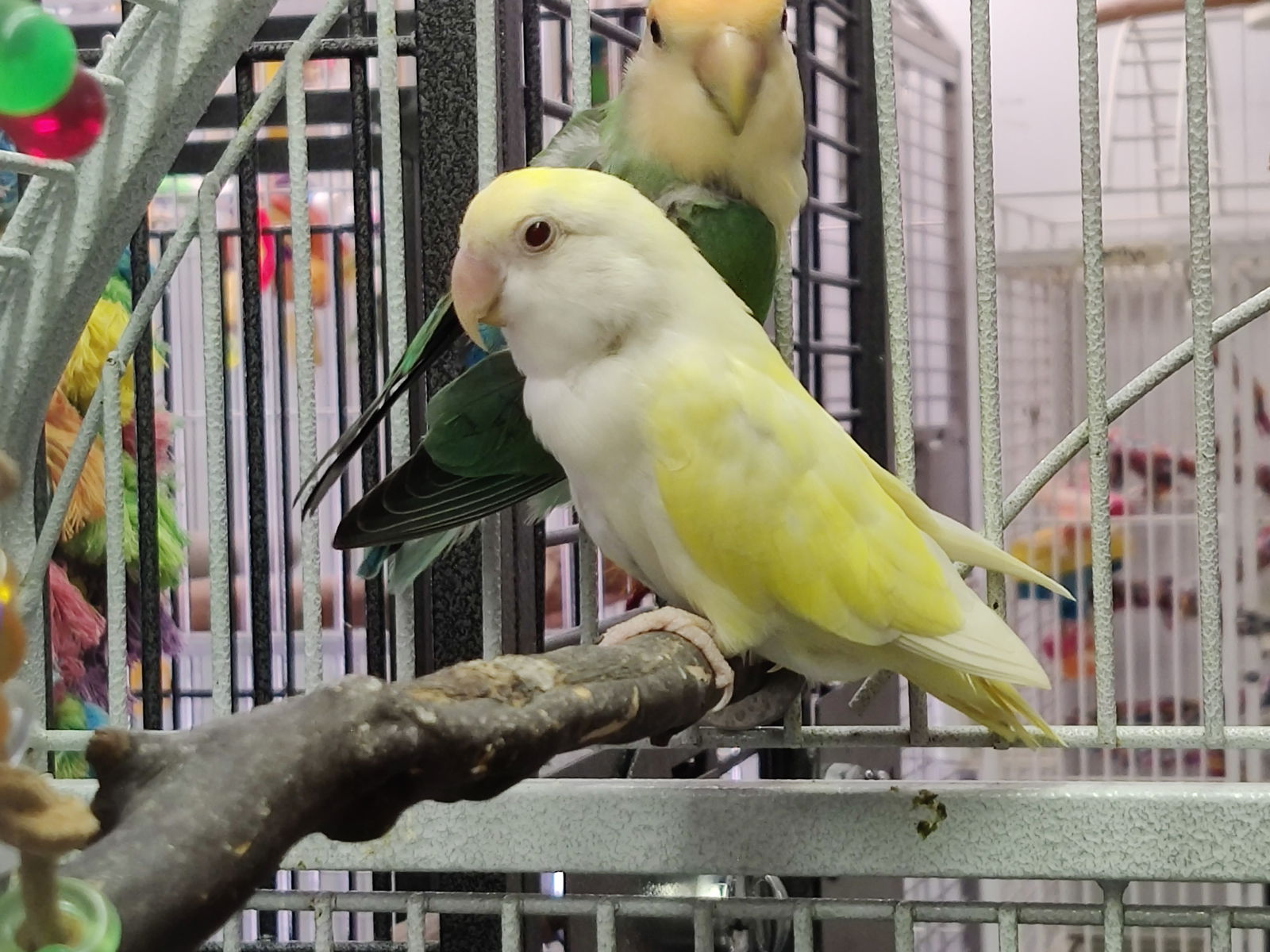 adoptable Bird in Inverness, FL named Sky and Precious