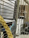 adoptable Bird in inverness, FL named Piper