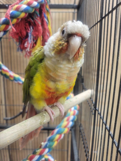 Bianca Del Conure